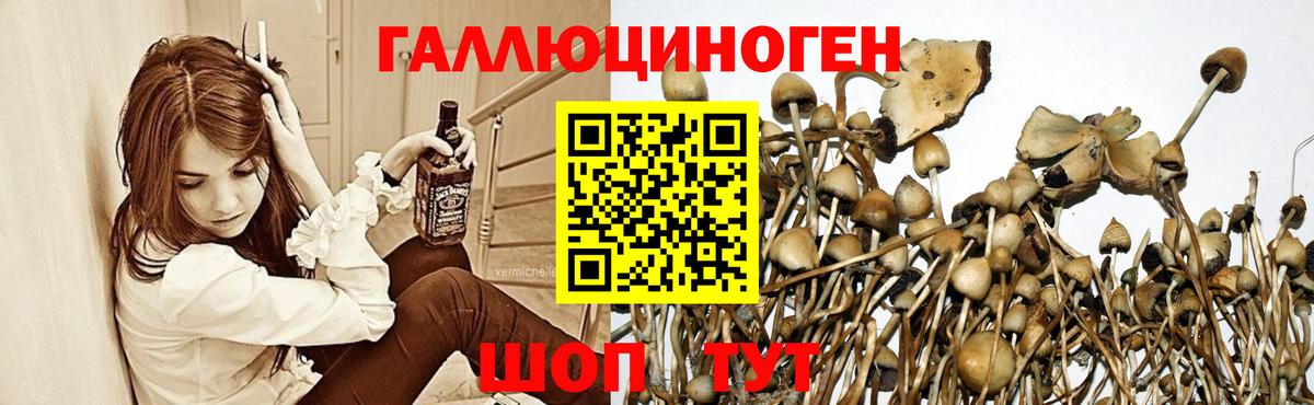Зима  Псилоцибиновые грибы Cubensis  наркошоп  Вход с VPN 